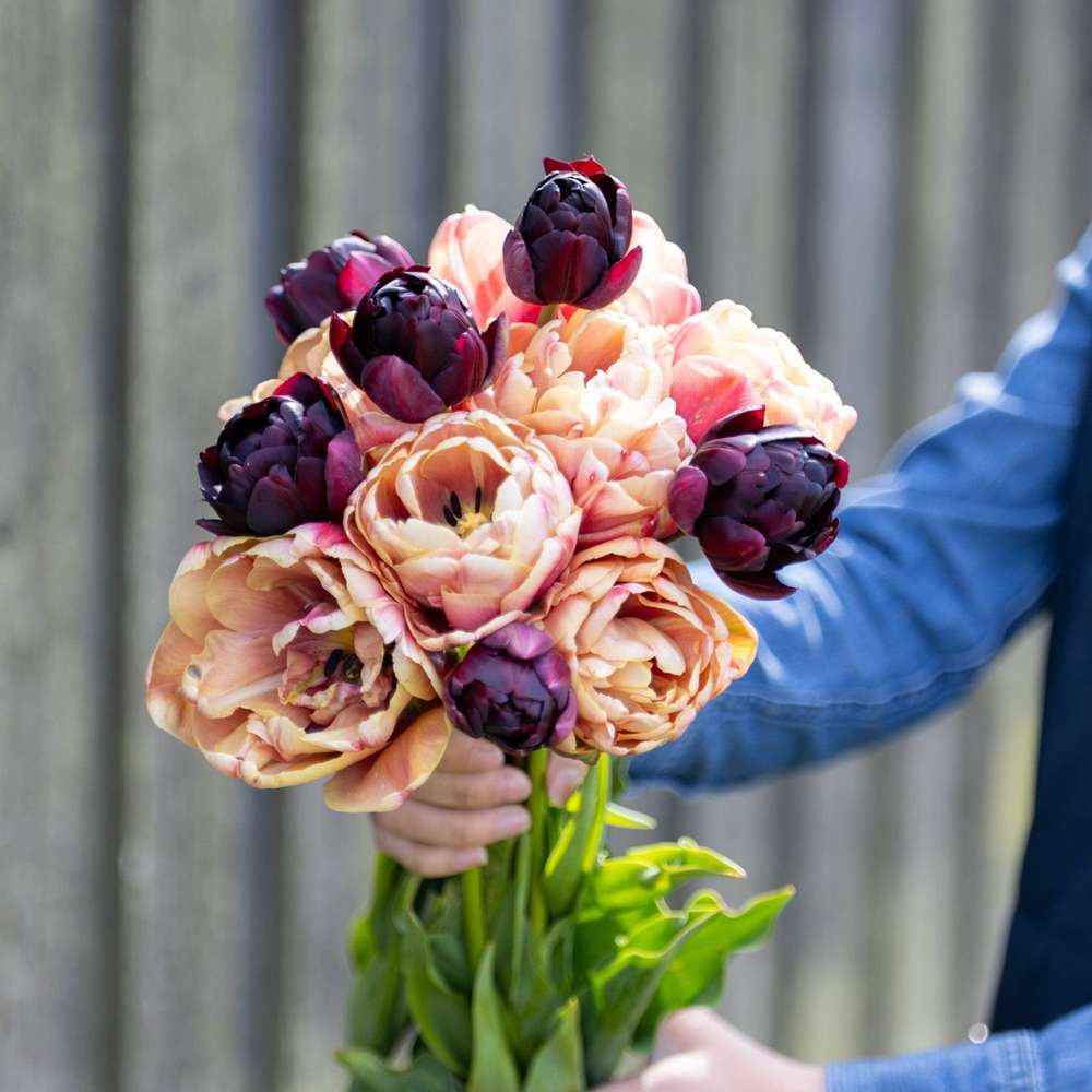 Nadjan' - Tulppaani mix